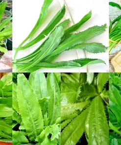 10,000+ Culantro Seeds (Recao) Non-GMO Ngo Gai Long Coriander Herb Seeds - Image 1