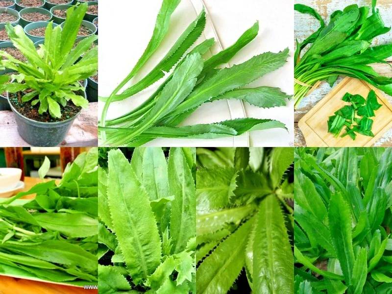 10,000+ Culantro Seeds (Recao) Non-GMO Ngo Gai Long Coriander Herb Seeds - Image 1