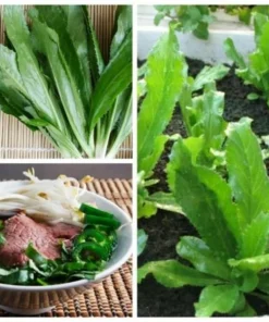 10,000+ Culantro Seeds (Recao) Non-GMO Ngo Gai Long Coriander Herb Seeds - Image 2