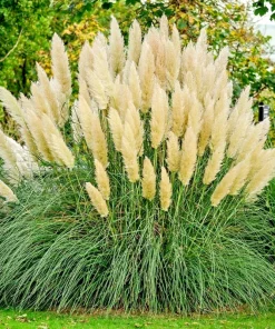 100000 True Ivory Pampas Grass Seeds - Everlasting Tall Plumes, Perennial, Indoor/Outdoor - Image 2