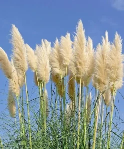 100000 True Ivory Pampas Grass Seeds - Everlasting Tall Plumes, Perennial, Indoor/Outdoor - Image 3