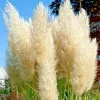 100000 True Ivory Pampas Grass Seeds - Everlasting Tall Plumes, Perennial, Indoor/Outdoor - Image 1