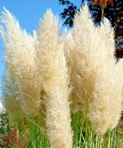 100000 True Ivory Pampas Grass Seeds - Everlasting Tall Plumes, Perennial, Indoor/Outdoor - Image 1