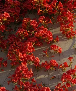 12 Organic Red Trumpet Vine Seeds - Perennial Hummingbird Attractor - Image 2