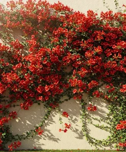 12 Organic Red Trumpet Vine Seeds - Perennial Hummingbird Attractor - Image 3