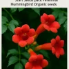 12 Organic Red Trumpet Vine Seeds - Perennial Hummingbird Attractor - Image 1