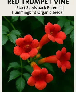 12 Organic Red Trumpet Vine Seeds - Perennial Hummingbird Attractor - Image 1