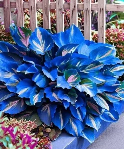 120+ Hosta Seeds – Perennial Outdoor Shade Garden Plant Seeds – Ornamental - Image 3