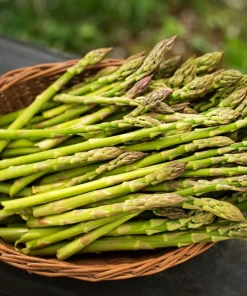 125 Asparagus UC72 Mary's Granddaughter Vegetable Seeds - Image 2