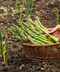 125 Asparagus UC72 Mary's Granddaughter Vegetable Seeds - Image 3