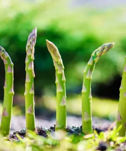 125 Asparagus UC72 Mary's Granddaughter Vegetable Seeds - Image 4