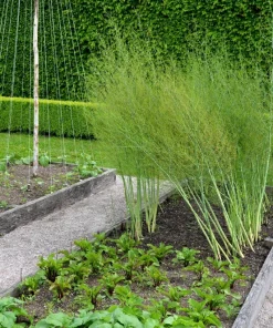 125 Asparagus UC72 Mary's Granddaughter Vegetable Seeds - Image 5