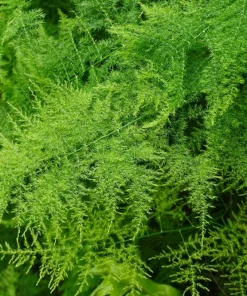 125 Asparagus UC72 Mary's Granddaughter Vegetable Seeds - Image 6
