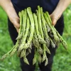 125 Asparagus UC72 Mary's Granddaughter Vegetable Seeds - Image 1
