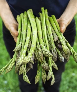 125 Asparagus UC72 Mary's Granddaughter Vegetable Seeds - Image 1