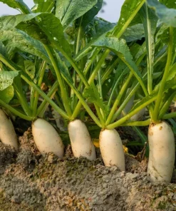 1250 White Icicle Radish Seeds - Fast Growing Vegetable Seeds - Image 2