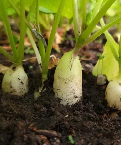 1250 White Icicle Radish Seeds - Fast Growing Vegetable Seeds - Image 3