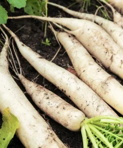 1250 White Icicle Radish Seeds - Fast Growing Vegetable Seeds - Image 4