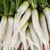 1250 White Icicle Radish Seeds - Fast Growing Vegetable Seeds - Image 1