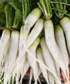 1250 White Icicle Radish Seeds - Fast Growing Vegetable Seeds - Image 1