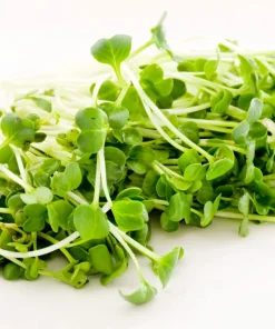1250 White Icicle Radish Seeds - Fast Growing Vegetable Seeds - Image 7