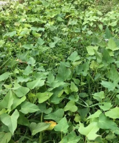 15 Beauregard Sweet Potato Plants - Organic Slips for Growing - Image 2