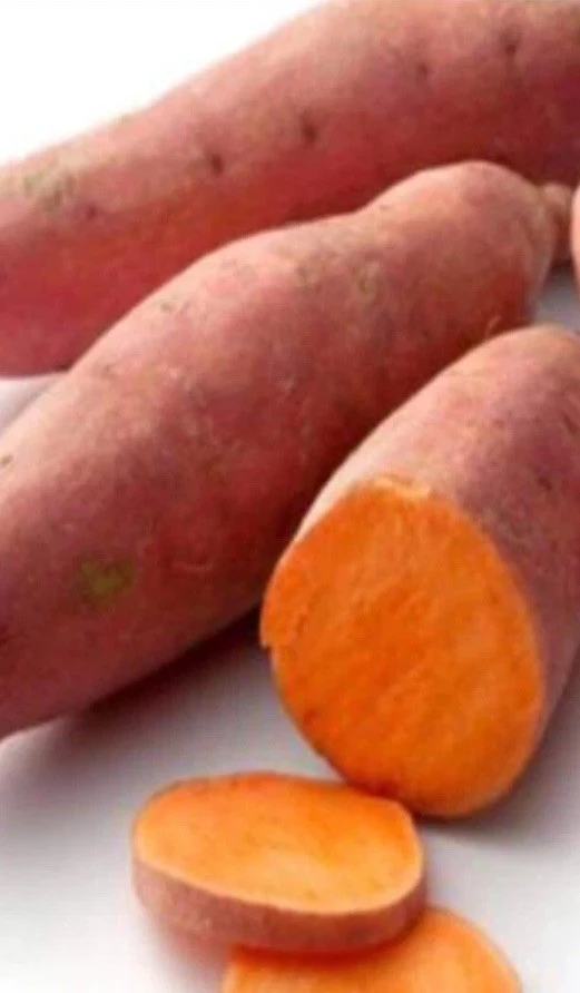 15 Beauregard Sweet Potato Plants - Organic Slips for Growing - Image 1