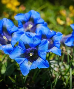 15 Blue Stemless Gentian Seeds - Gentiana Acaulis Kochiana Flower Seeds - Image 10