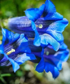 15 Blue Stemless Gentian Seeds - Gentiana Acaulis Kochiana Flower Seeds - Image 11