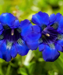 15 Blue Stemless Gentian Seeds - Gentiana Acaulis Kochiana Flower Seeds - Image 12