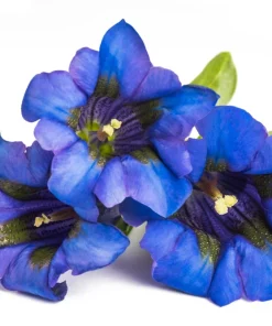 15 Blue Stemless Gentian Seeds - Gentiana Acaulis Kochiana Flower Seeds - Image 13