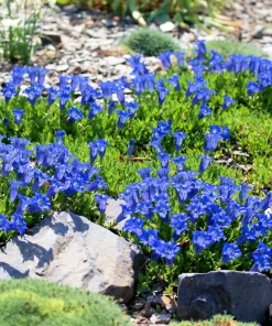 15 Blue Stemless Gentian Seeds - Gentiana Acaulis Kochiana Flower Seeds - Image 2