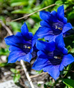 15 Blue Stemless Gentian Seeds - Gentiana Acaulis Kochiana Flower Seeds - Image 3