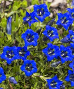 15 Blue Stemless Gentian Seeds - Gentiana Acaulis Kochiana Flower Seeds - Image 4
