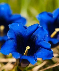 15 Blue Stemless Gentian Seeds - Gentiana Acaulis Kochiana Flower Seeds - Image 5