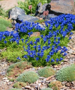 15 Blue Stemless Gentian Seeds - Gentiana Acaulis Kochiana Flower Seeds - Image 6
