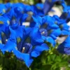 15 Blue Stemless Gentian Seeds - Gentiana Acaulis Kochiana Flower Seeds - Image 1