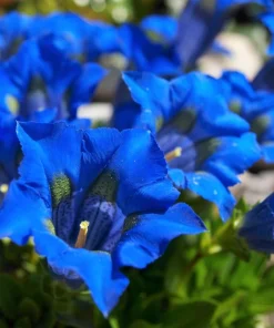 15 Blue Stemless Gentian Seeds - Gentiana Acaulis Kochiana Flower Seeds - Image 1