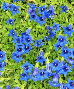15 Blue Stemless Gentian Seeds - Gentiana Acaulis Kochiana Flower Seeds - Image 7
