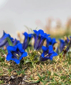 15 Blue Stemless Gentian Seeds - Gentiana Acaulis Kochiana Flower Seeds - Image 8