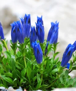15 Blue Stemless Gentian Seeds - Gentiana Acaulis Kochiana Flower Seeds - Image 9
