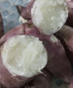 15 Cuban Sweet Potato Slips/Cuttings - Live Plant Ready to Grow - Image 2