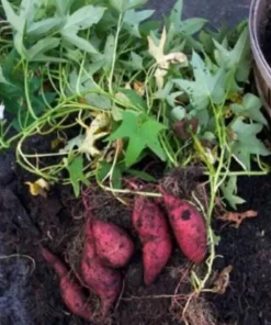 15 Cuban Sweet Potato Slips/Cuttings - Live Plant Ready to Grow - Image 3