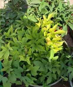 15 Cuban Sweet Potato Slips/Cuttings - Live Plant Ready to Grow - Image 4