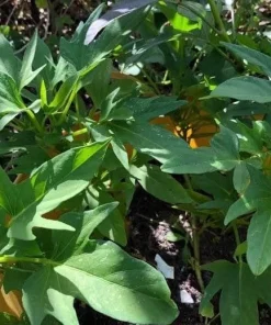 15 Cuban Sweet Potato Slips/Cuttings - Live Plant Ready to Grow - Image 5