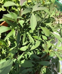15 Cuban Sweet Potato Slips/Cuttings - Live Plant Ready to Grow - Image 6