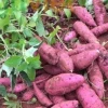 15 Cuban Sweet Potato Slips/Cuttings - Live Plant Ready to Grow - Image 1