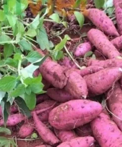 15 Cuban Sweet Potato Slips/Cuttings - Live Plant Ready to Grow - Image 1
