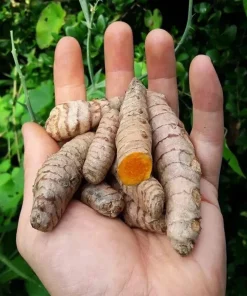 15 Fresh Turmeric Root Plants – Curcuma longa Live Rhizomes Ready for Planting - Image 2
