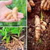 15 Fresh Turmeric Root Plants – Curcuma longa Live Rhizomes Ready for Planting - Image 1